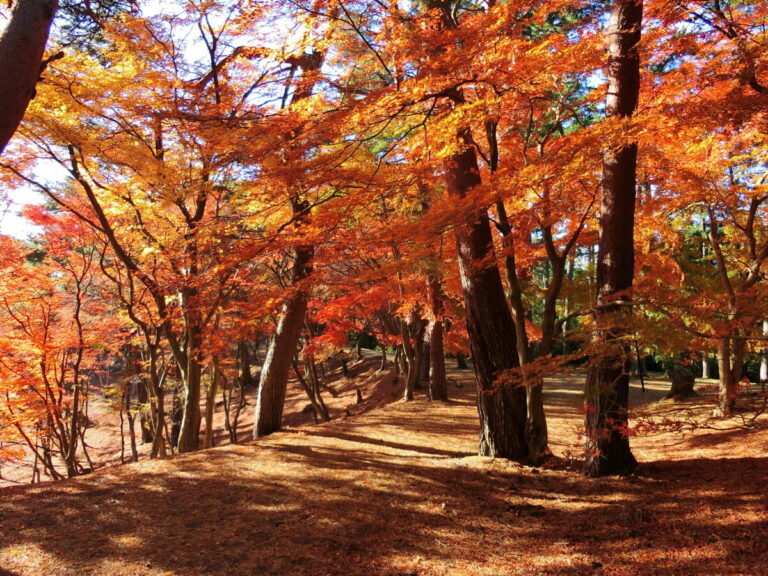 修善寺自然公園